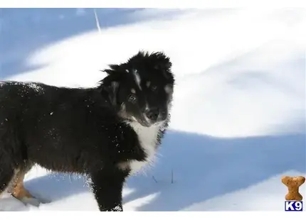 Australian Shepherd